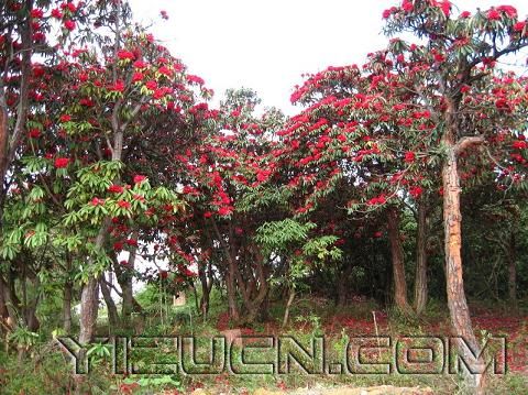 云南楚雄紫溪山彝族缨花节（图）