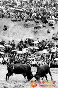 彝族火把节斗牛活动