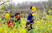 彝寨靓影：甘洛县团结乡挖姑录村的梨花