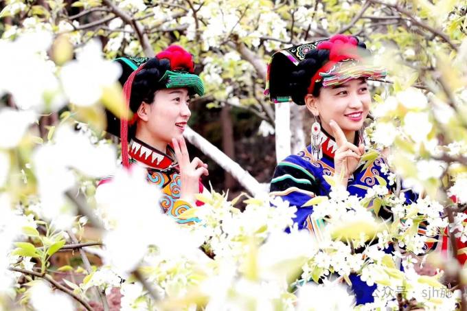 彝寨：赏花 彝族服饰 梨花靓颖.jpg