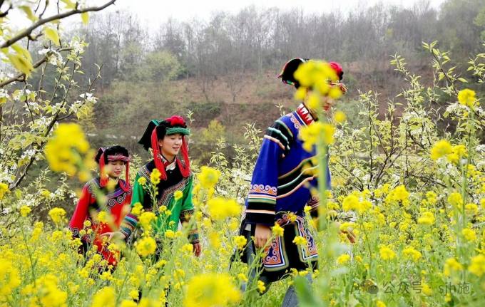 彝寨：赏花 彝族服饰 油菜花黄.jpg