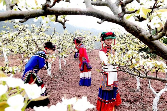 彝寨：赏花 彝族服饰.jpg
