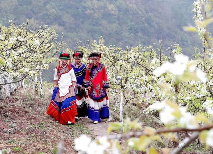 彝寨：赏花 彝族服饰2.jpg
