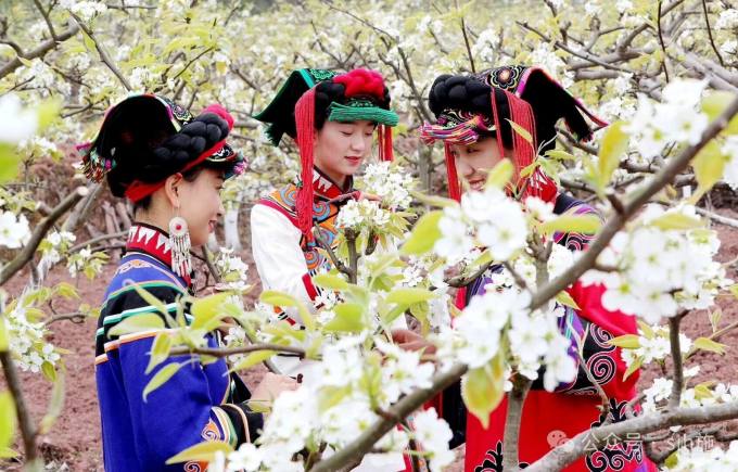 彝寨：赏花 彝族服饰3.jpg