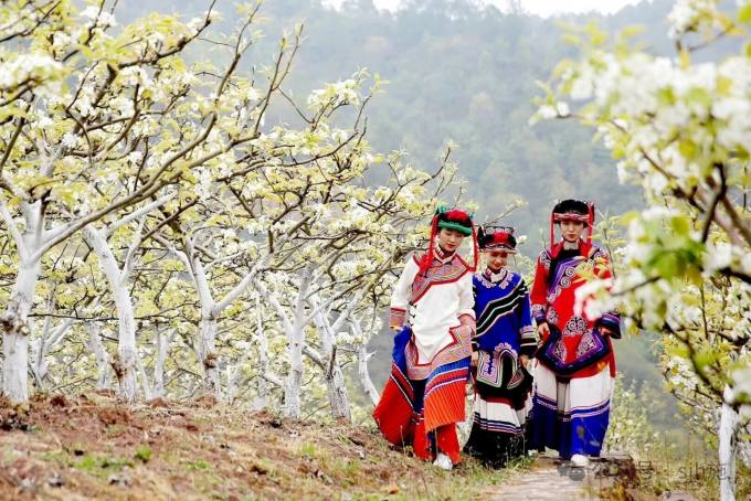 彝寨：赏花 彝族服饰4.jpg